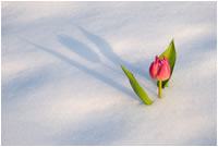 snow tulips